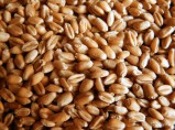 Семена озимой пшеницы (Производитель) / Заветный